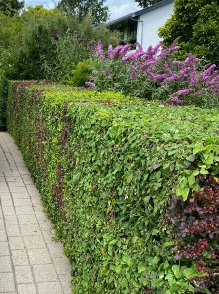 Ridderkerk- tuinonderhoud
